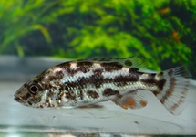 MALAWI BUNTBARSCH POLYSTIGMA
