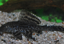 PLECOSTOMUS SAUGMAULWELS