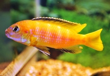 MALAWI CICHLID SAULOSI