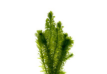 elodea densa (waterpest) in pot (p5)