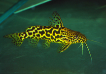 SYNODONTIS SCHOUTEDENI