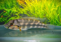 CICHLID STORMSI