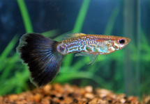 GUPPY SNAKESKIN PURPLE MALE