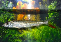ELONGATE TIGERFISH