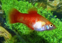 PLATY GOLD