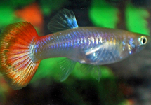 GUPPY SUNSET FEMALE