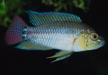 PUCALLPA DWARF CICHLID