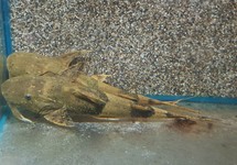 GIANT DEVIL CATFISH