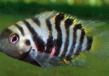 CONVICT CICHLID