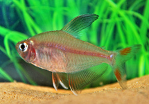 ROSY TETRA