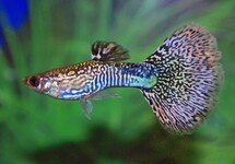 GUPPY MOSAIC GRÜN MANN