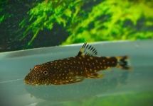 BORNEO ALGENETER