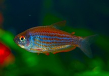 SCRATCHED INPA TETRA