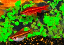 CHERRY BARB