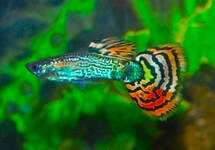 GUPPY SNAKESKIN MOSAIC MALE