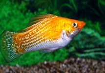 SAILFIN MOLLY SUNBURST