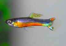 GUPPY ENDLER SANTA MARIA (M/F)