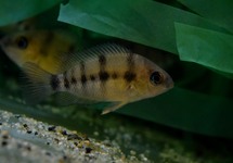 CICHLID CUTTERI