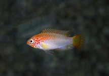 VIEJITA APISTO GOLD