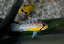 DWARF CICHLID ATAHUALPA