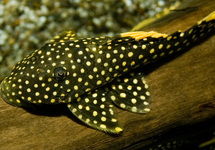 L018 GOLD NUGGET PLECO