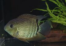 RED SHOULDERED SEVERUM