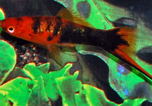 SWORDTAIL RED SPOTTED