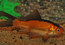 GOLDFISCH ROT/SCHWARZ