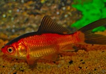 GOLDFISCH ROT/SCHWARZ