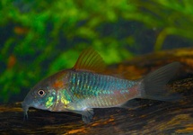 ORANGE VENEZUELA CORY