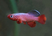 Killifish