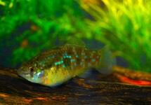 FLAGFISH