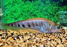 CLOWN KNIFEFISH