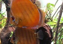 DISCUS BROWN