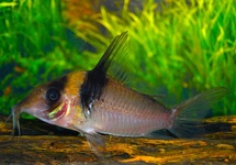 VIRGINIAE CORY