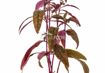 Alternanthera sessilis - PE