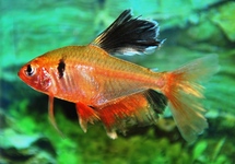 SERPAE TETRA LONG FIN