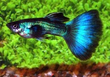 GUPPY TURQUOISE MALE