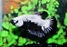 BETTA PLAKAT BLACK SAMURAI MALE