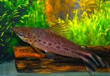 FLAGTAIL CATFISH