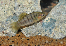 TANDKARPER NIGROFASCIATA