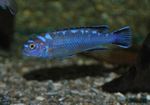 MALAWI CICHLID NEON SPOT