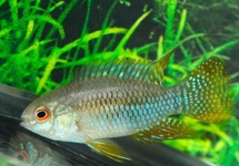 DWARF FLAG CICHLID