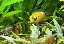 CICHLID ALTOFLAVA