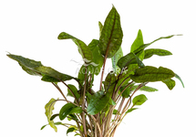 Cryptocoryne 'Tropica' - PE