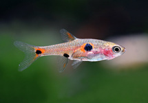 RASBORA NAIN