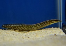 LARGE SPINY EEL