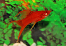 SWORDTAIL RED RED EYE