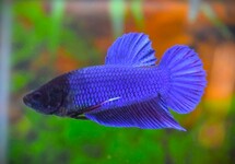 BETTA KING MALE