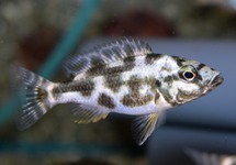 MALAWI CICHLIDE POLYSTIGMA